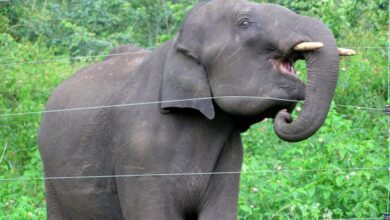 Tata Electronics Constructs Elephant-Proof Barrier at Assam Chip-Making Unit Amid Snake Safety Concerns