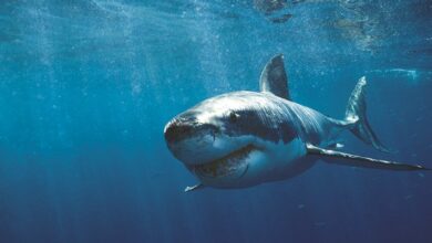 Deadly Shark Attack Sparks Renewed Controversy Over Australia’s Shark Net Policy