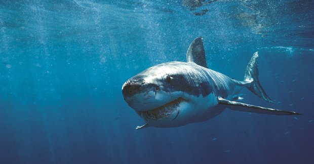 Deadly Shark Attack Sparks Renewed Controversy Over Australia’s Shark Net Policy