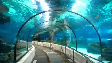 First-of-Its-Kind Underwater Road Tunnel Beneath Brahmaputra in Assam Poised for Cabinet Approval