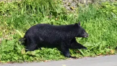 Japan to Recruit Hunters Amid Surge in Bear Attacks