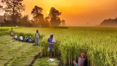Kharif Crop Sowing Surpasses 1121 Lakh Hectares