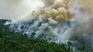 Scientists Warn: Australia's Rainforests Now Emit More Carbon Than They Capture