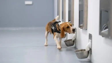 SpotitEarly Leverages Dogs and AI to Detect Common Cancers