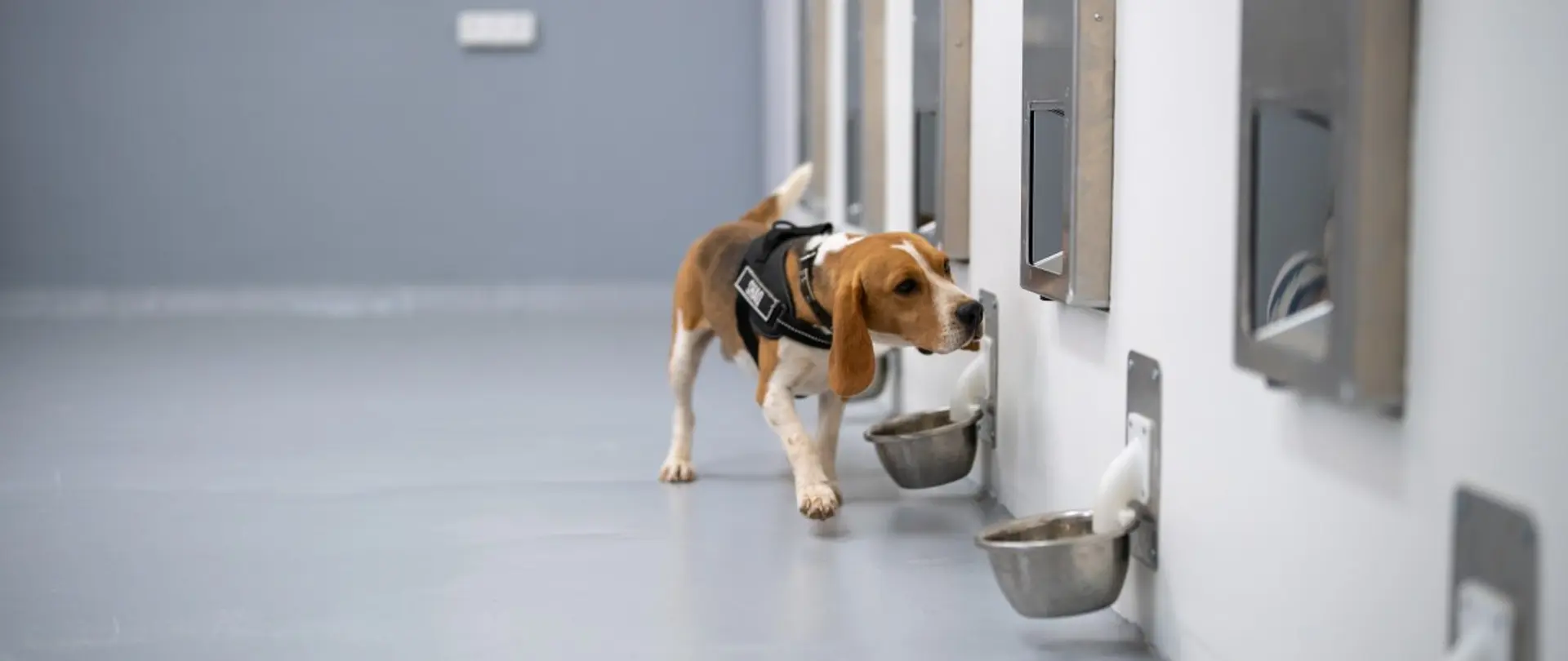 SpotitEarly Leverages Dogs and AI to Detect Common Cancers