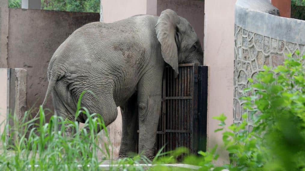 Delhi's Solitary African Elephant Shankar Dies from Rodent-Borne Virus