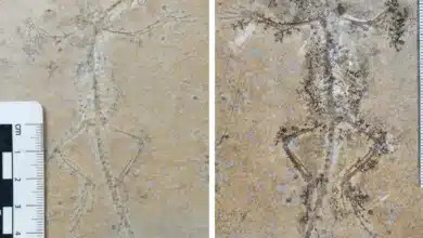 Fossil Discoveries in Australia Reveal Ancient Tree-Climbing 'Drop Crocs'