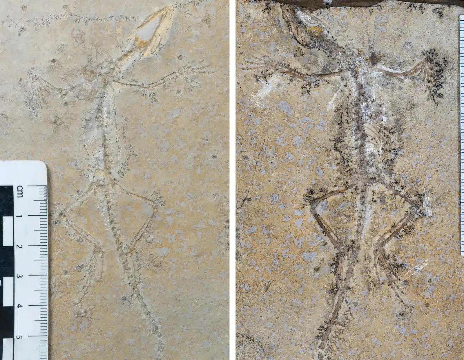 Fossil Discoveries in Australia Reveal Ancient Tree-Climbing 'Drop Crocs'