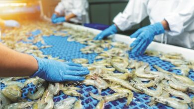 India's Shrimp Exports Thrive in Non-US Markets Amid Rising Tariffs in America