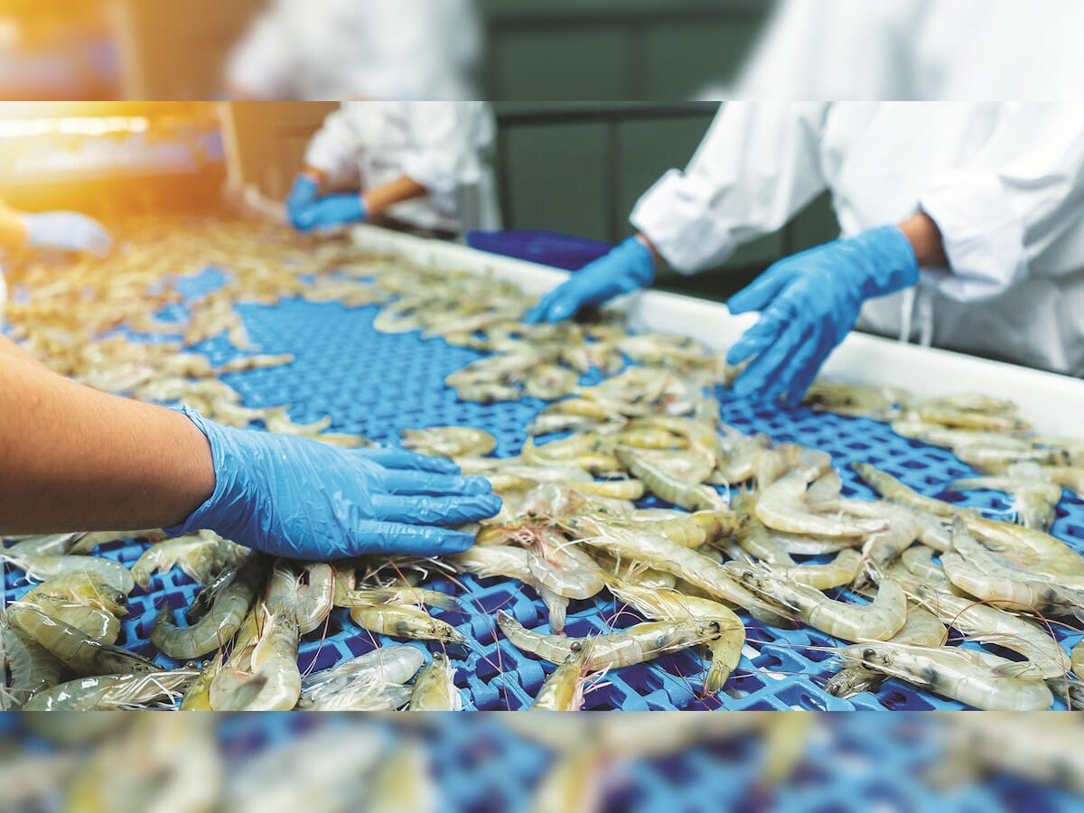 India's Shrimp Exports Thrive in Non-US Markets Amid Rising Tariffs in America