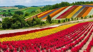 Japan's Ambitious Plan to Transform Flower Island into a Global Semiconductor Hub