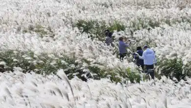 Ketamine-Laced Tea Continues to Wash Up on South Korea's Jeju Island