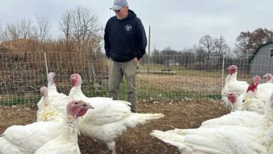 Thanksgiving Costs Decline This Year: Implications for the Economy