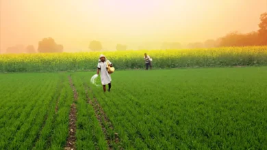 BARC Develops 72 Improved Crop Varieties to Boost Agriculture