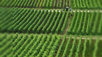 Crop Insurance Expected to Contribute 10% to Top Line Revenue