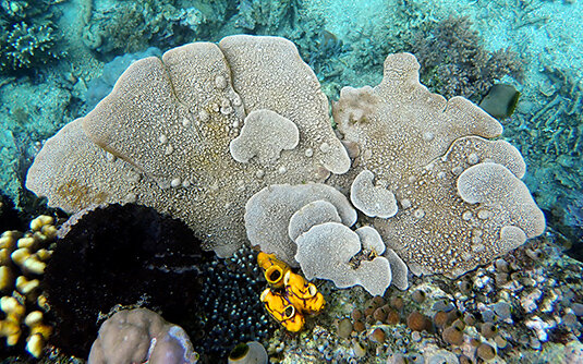 Freshwater Sponges: Nature's Allies in Pollution Remediation