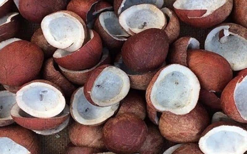 Government Boosts Copra Prices for 2026 Season