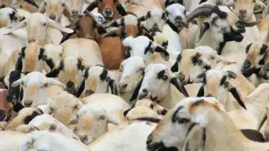 Government Launches Subsidy Scheme to Boost Livestock Farming