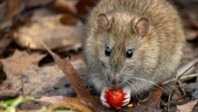 I study rat nests − here’s why rodents make great archivists