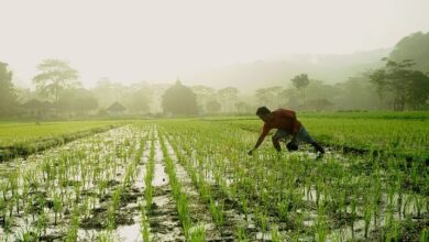 India Boosts Domestic Agriculture with New Initiatives