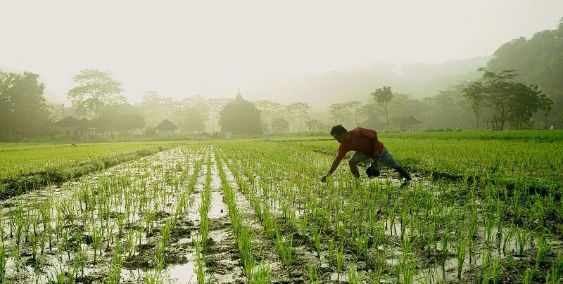 India Boosts Domestic Agriculture with New Initiatives