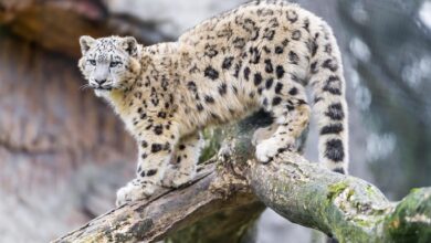 India Completes Historic Snow Leopard Census Revealing 718 Individuals