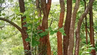 India Invests ₹6.2 Crore for Red Sanders Conservation Efforts