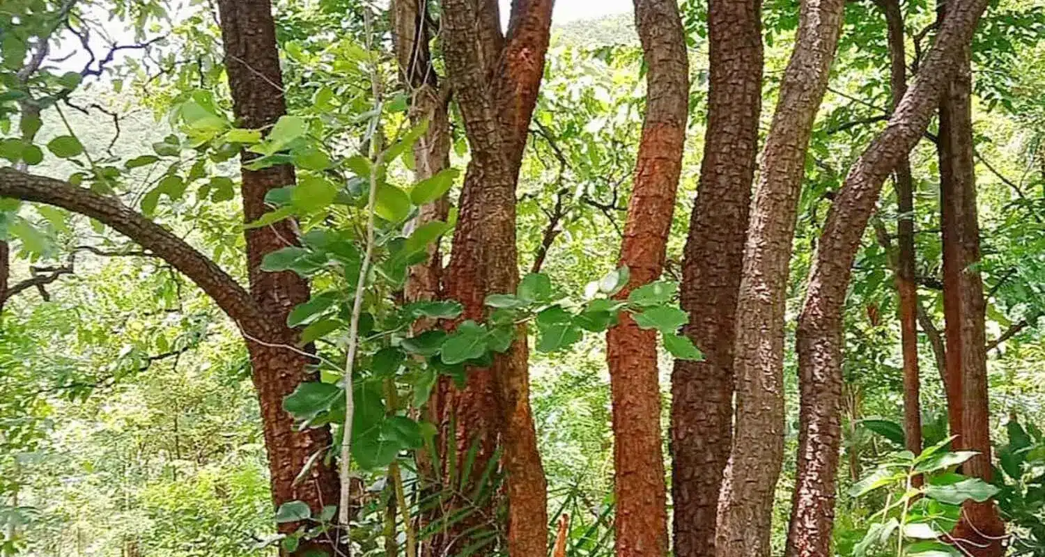 India Invests ₹6.2 Crore for Red Sanders Conservation Efforts