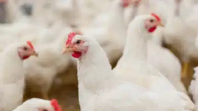 Indian Researchers Forecast Potential Human Transmission of Bird Flu