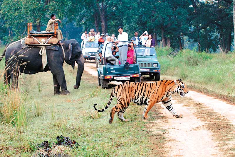 India's Wildlife Tourism Boosted by National Strategy Initiatives