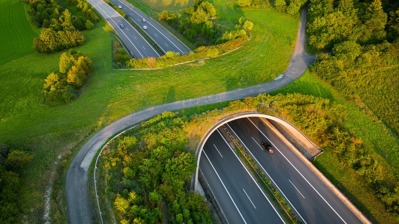Innovative Highway Initiative Balances Safety and Wildlife Protection