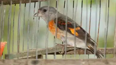 Investigating the Illegal Poaching of Rare Songbirds: A Global Conservation Challenge