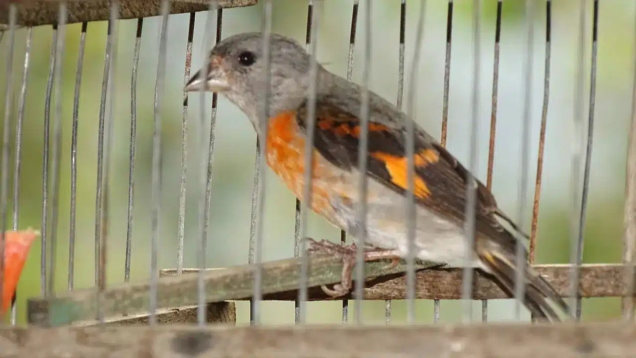 Investigating the Illegal Poaching of Rare Songbirds: A Global Conservation Challenge