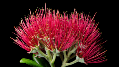 Most of NZ’s flowering plants grow nowhere else – and Christmas falls in peak blooming season
