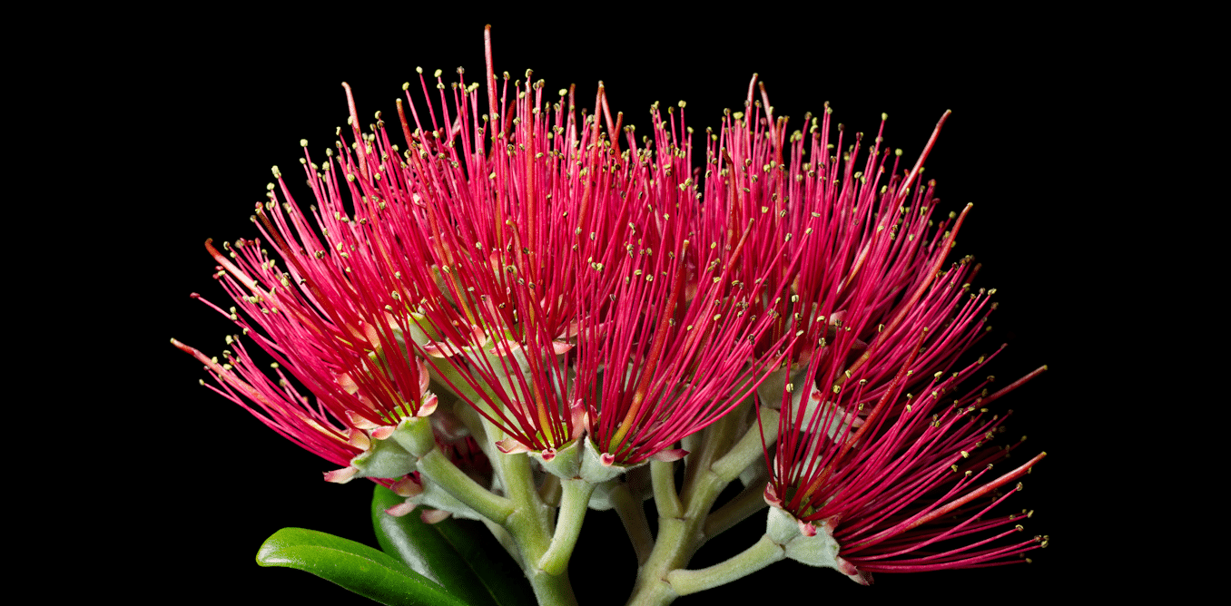 Most of NZ’s flowering plants grow nowhere else – and Christmas falls in peak blooming season