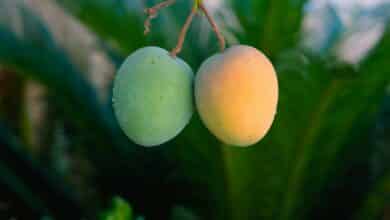 Why mangoes fall before they’re ripe – and how science is helping them hang on