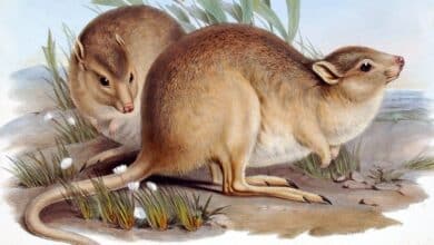 With every extinction, we lose not just a species but a treasure trove of knowledge