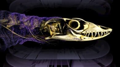 A centuries-old debate on how reptiles keep evolving skin bones is finally settled