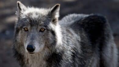 Americans generally like wolves − except when we’re reminded of our politics