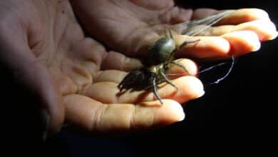Are you a hellraiser mite or a knobbled weevil? Take the quiz and vote for NZ’s Bug of the Year