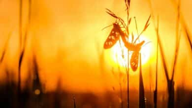 As Australia bakes through an extreme heatwave, even insects aren’t immune to its impact