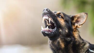 Australia needs a canine brain bank to reduce the risk of dog attacks
