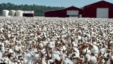 Budget 2026: Prioritizing Research to Revitalize Innovation in the Cotton Sector