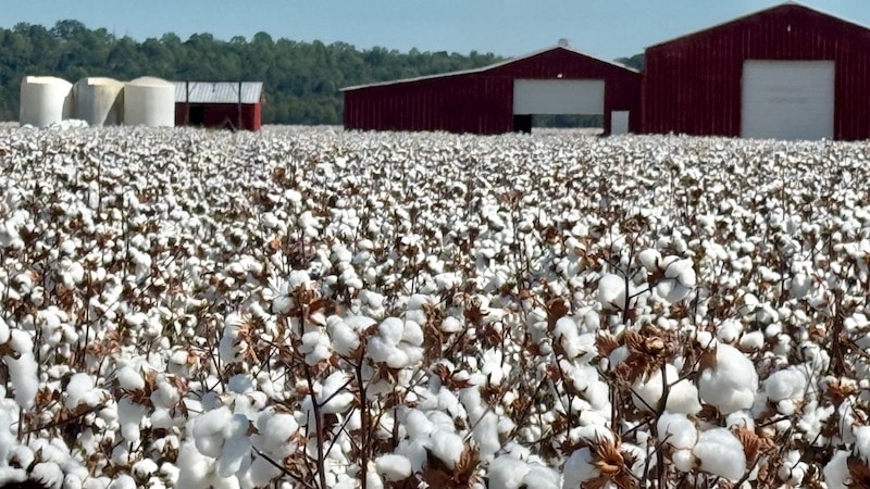 Budget 2026: Prioritizing Research to Revitalize Innovation in the Cotton Sector