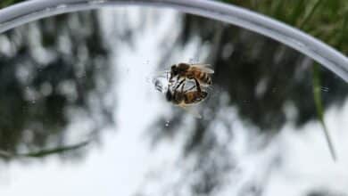 Can we use bees as a model of intelligent alien life to develop interstellar communication?
