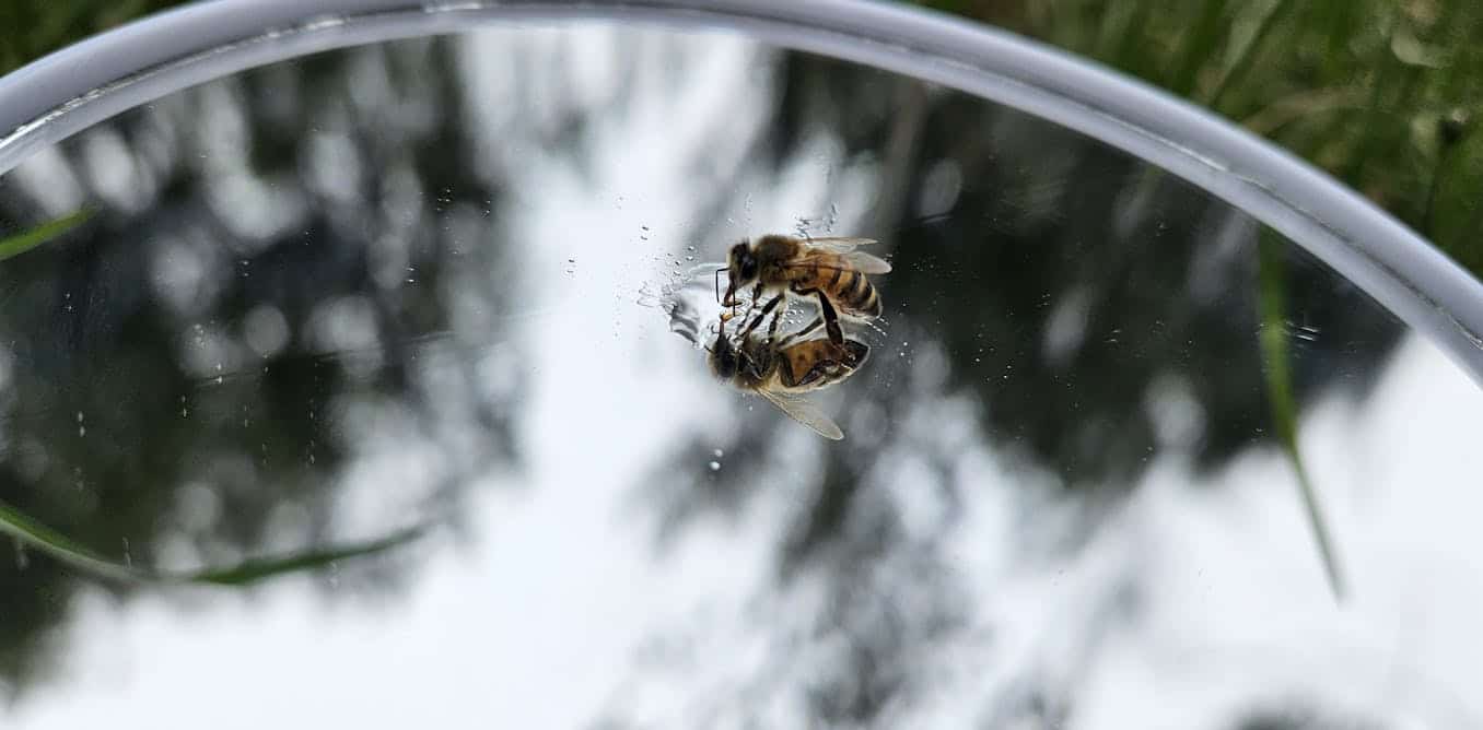 Can we use bees as a model of intelligent alien life to develop interstellar communication?