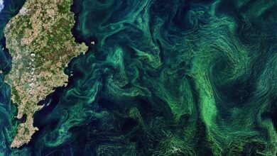 Climate engineering would alter the oceans, reshaping marine life – our new study examines each method’s risks