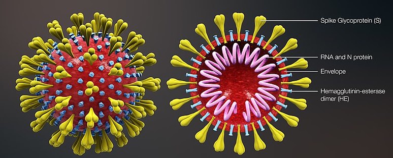 Coronavirus disease (COVID-19)