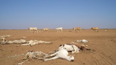 Drought