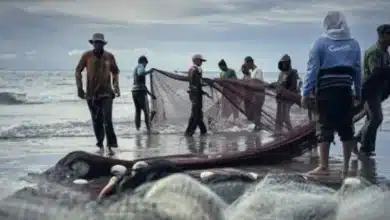 Empowering Fisheries: New Training Initiative Launched Under PMMSY